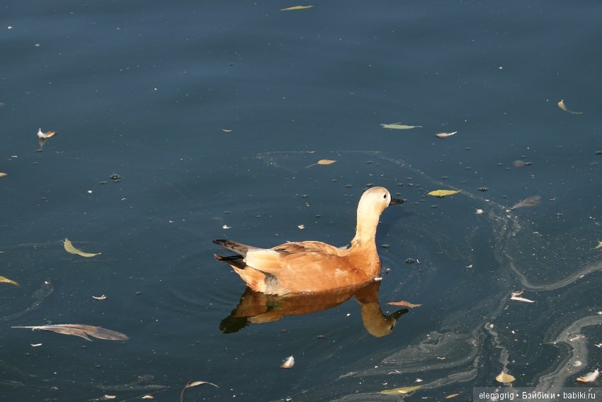 московский зоопарк