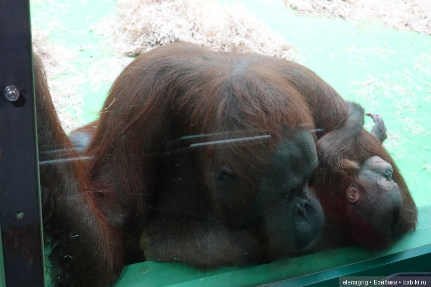 московский зоопарк