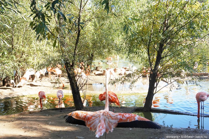 московский зоопарк