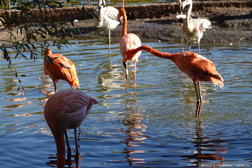 московский зоопарк