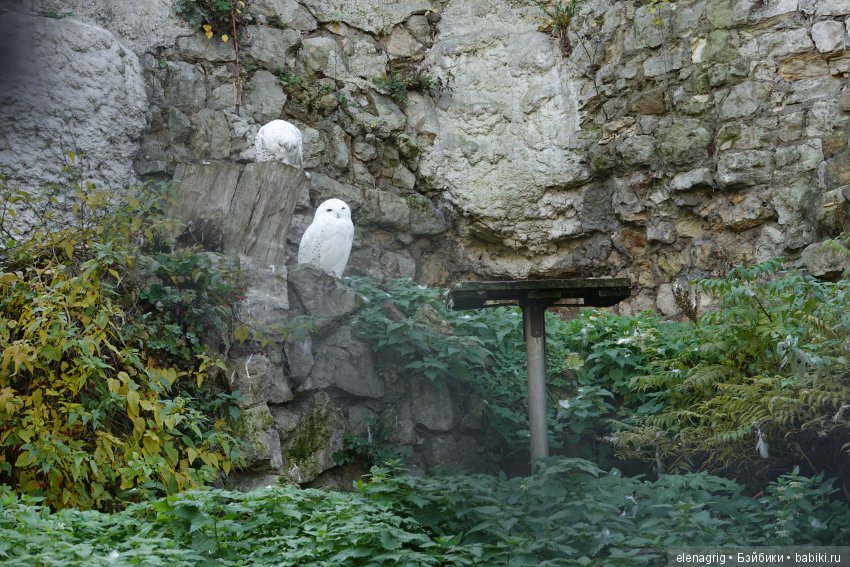 московский зоопарк