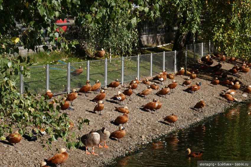 московский зоопарк