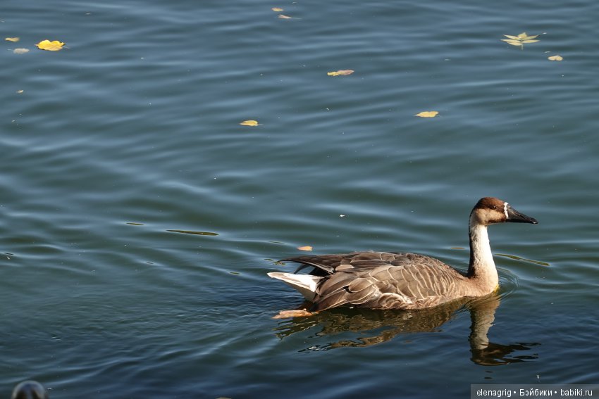 московский зоопарк