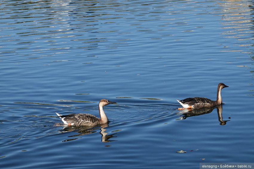 московский зоопарк