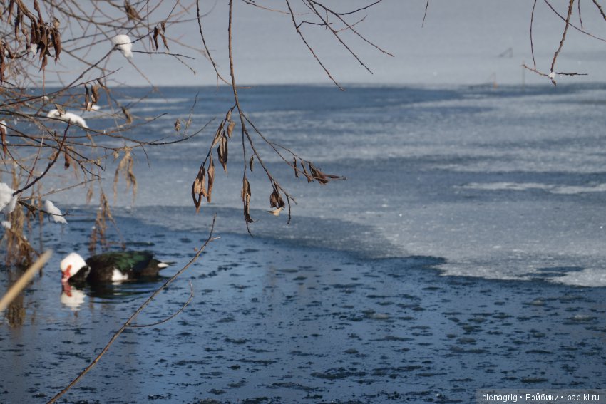 Коллекционные куклы Sonja Hartmann, Kidz'n'Cats