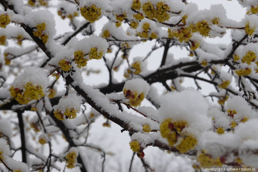 китайская шарнирная кукла
