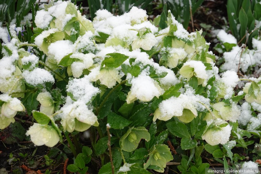 китайская шарнирная кукла