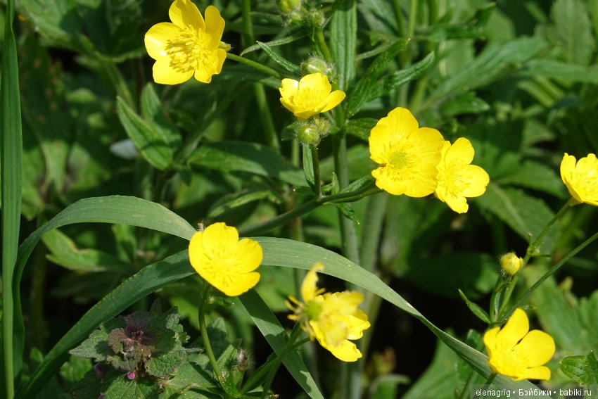 Натуся в весеннем лесу — Разные шарнирные куклы (не БЖД): редкие