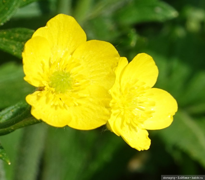 Натуся в весеннем лесу — Разные шарнирные куклы (не БЖД): редкие (фото 3)