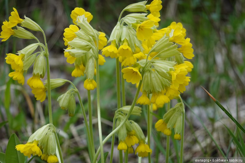 Натуся в весеннем лесу — Разные шарнирные куклы (не БЖД): редкие (фото 4)