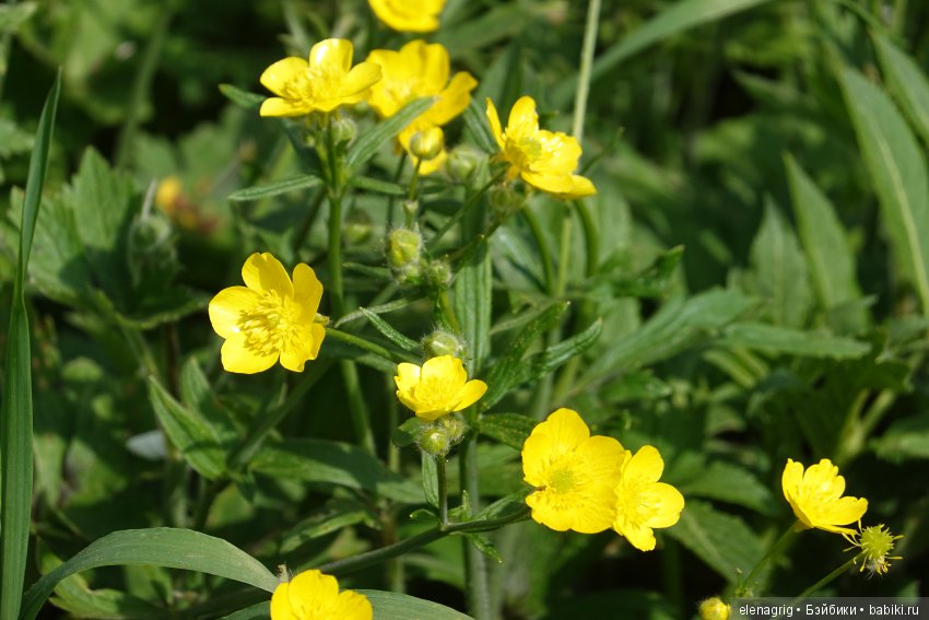Натуся в весеннем лесу — Разные шарнирные куклы (не БЖД): редкие (фото 2)
