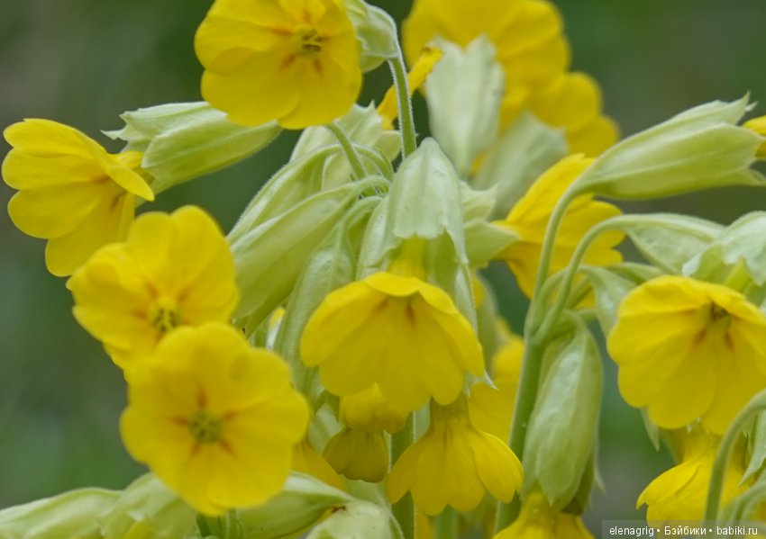 Натуся в весеннем лесу — Разные шарнирные куклы (не БЖД): редкие (фото 6)