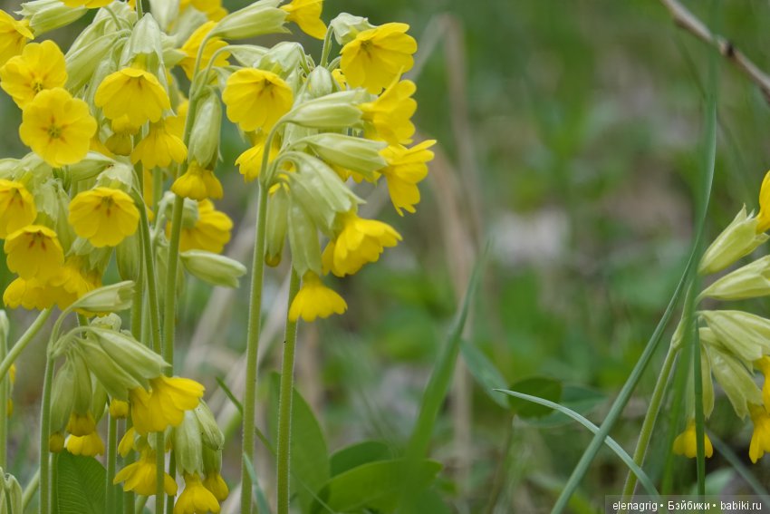 Натуся в весеннем лесу — Разные шарнирные куклы (не БЖД): редкие (фото 5)