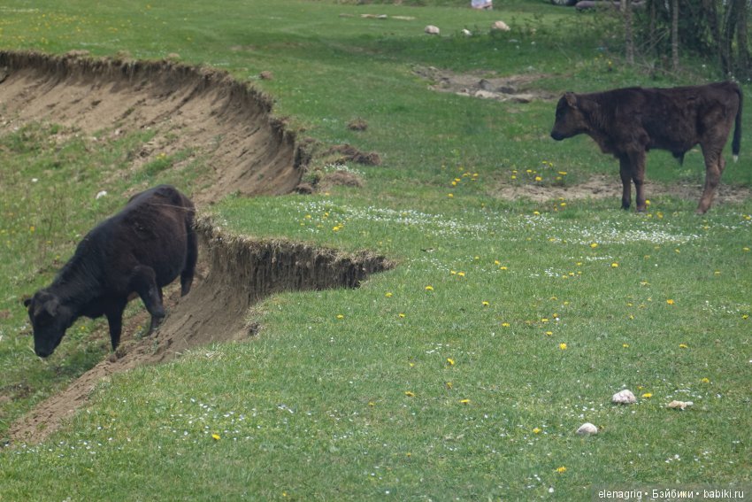 Коллекционные куклы Sonja Hartmann, Kidz'n'Cats