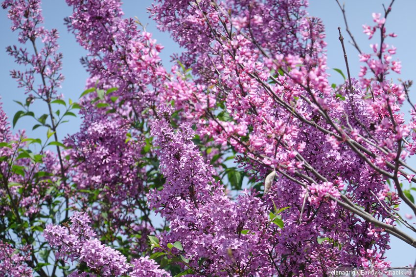 Просто весенняя прогулка — Куклы Dianna Effner (Эффнер) из винила: Little Darling (фото 3)