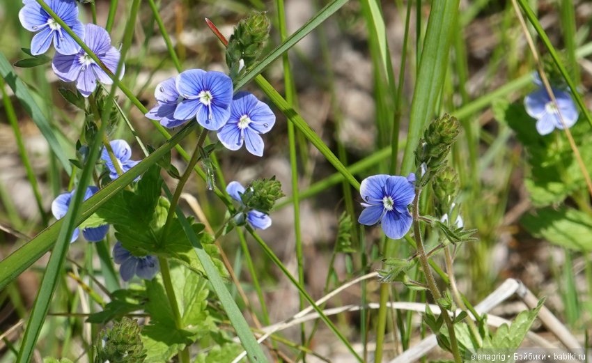 Просто весенняя прогулка — Куклы Dianna Effner (Эффнер) из винила: Little Darling (фото 8)