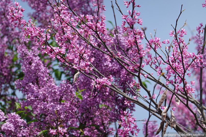 Просто весенняя прогулка — Куклы Dianna Effner (Эффнер) из винила: Little Darling (фото 2)