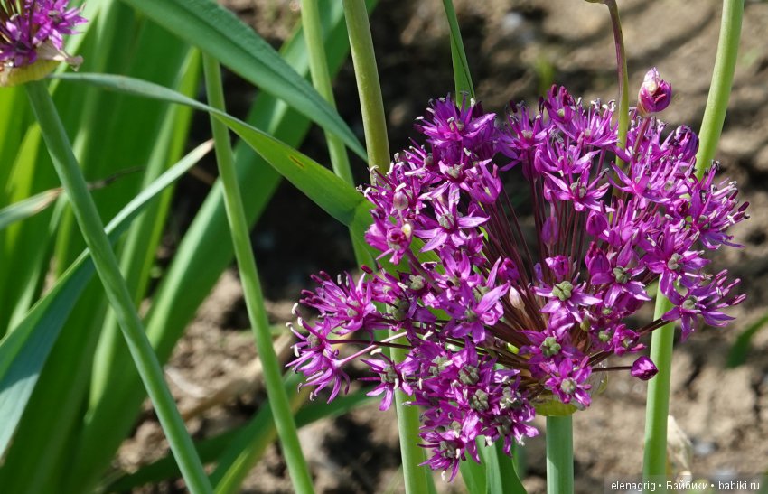 Коллекционные куклы Дианы Эффнер, Dianna Effner