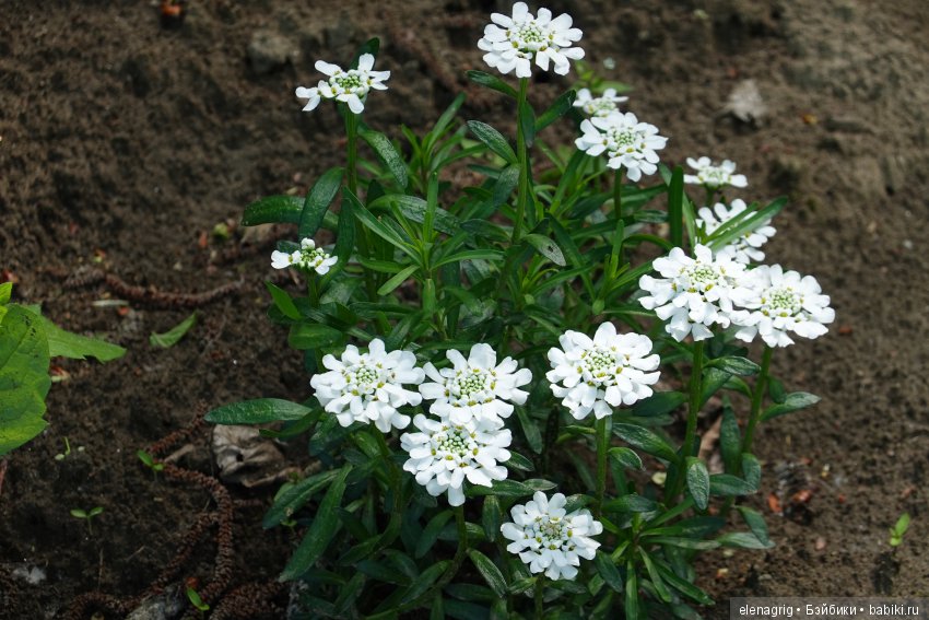 Коллекционные куклы Дианы Эффнер, Dianna Effner