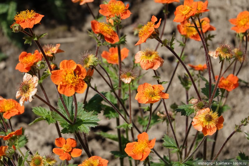 Коллекционные куклы Дианы Эффнер, Dianna Effner