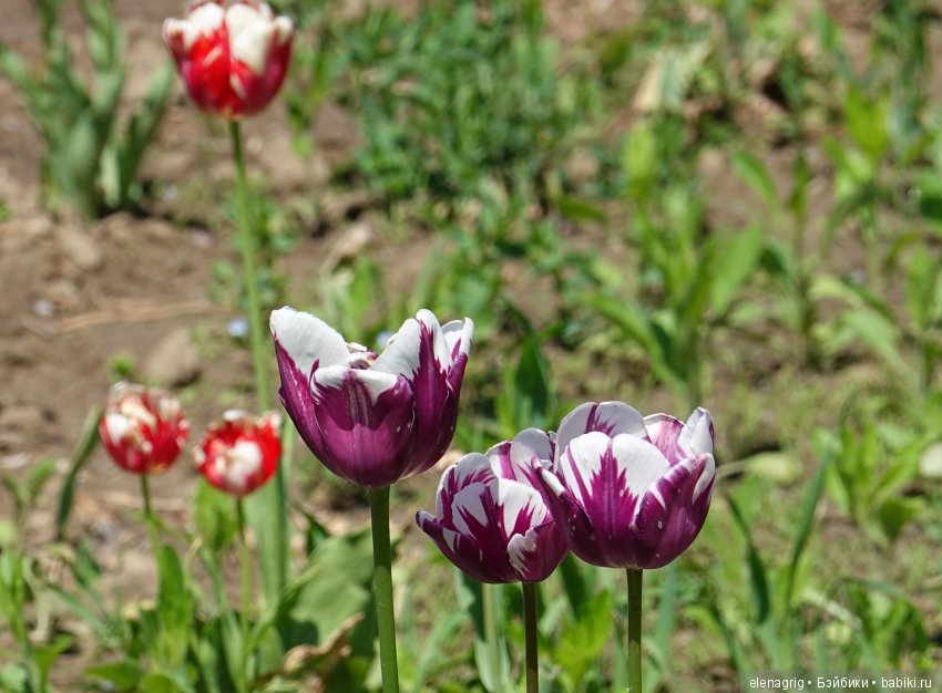 Коллекционные куклы Дианы Эффнер, Dianna Effner