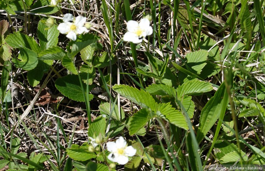 Цветочная долина — Куклы Dianna Effner (Эффнер) из винила: Little Darling (фото 6)
