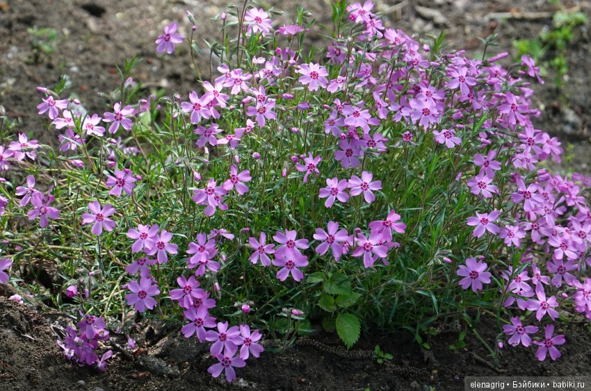 Коллекционные куклы Дианы Эффнер, Dianna Effner