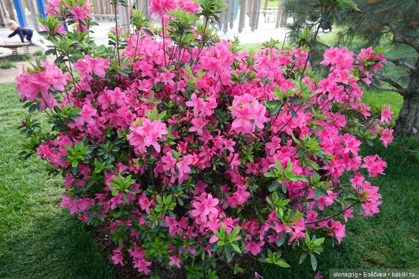 Краснодар, парк Галицкого