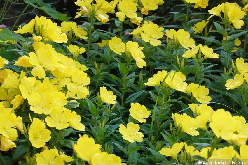 Натуся в Краснодаре — Разные шарнирные куклы (не БЖД): редкие (фото 7)