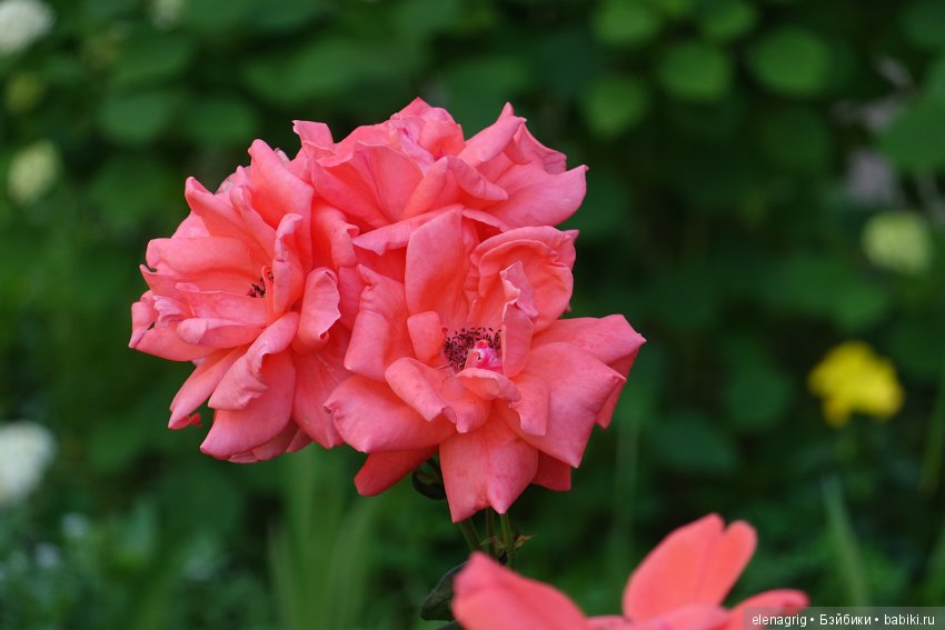 Натуся в Краснодаре — Разные шарнирные куклы (не БЖД): редкие (фото 6)