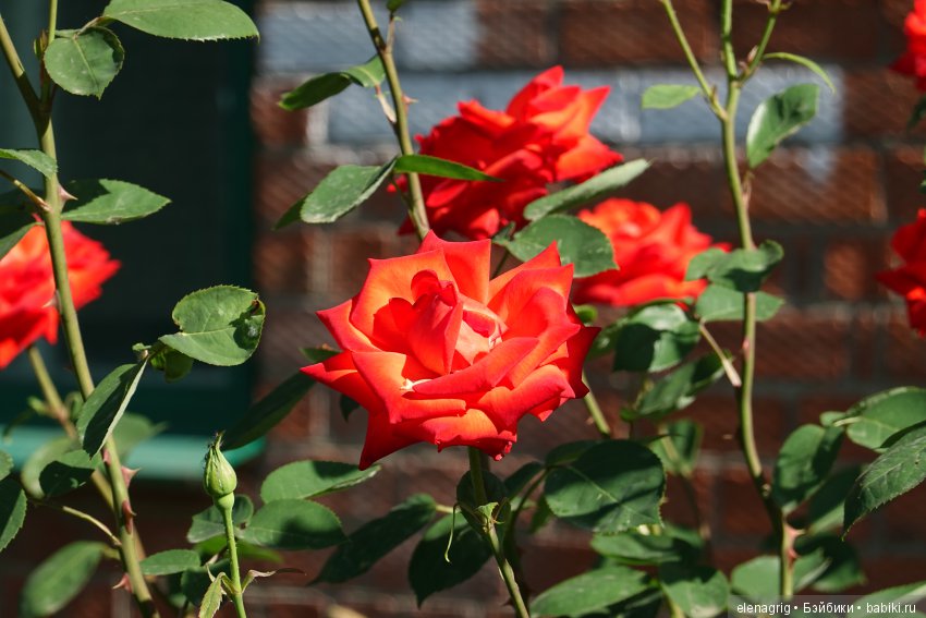 Натуся в Краснодаре — Разные шарнирные куклы (не БЖД): редкие (фото 3)