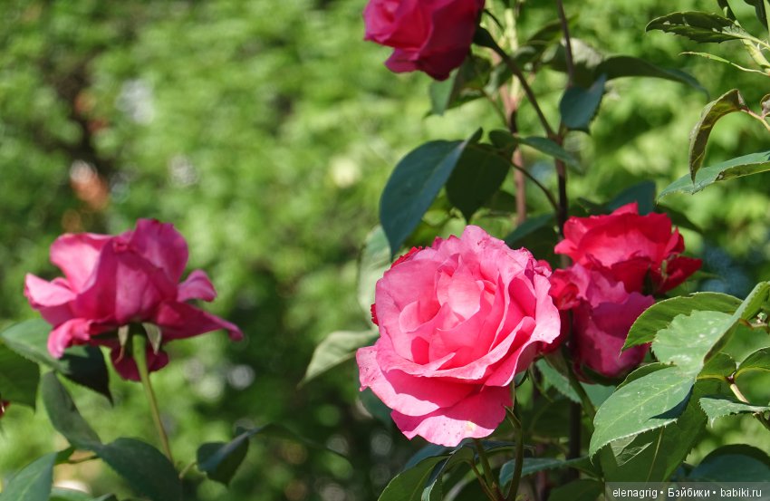 Натуся в Краснодаре — Разные шарнирные куклы (не БЖД): редкие (фото 2)