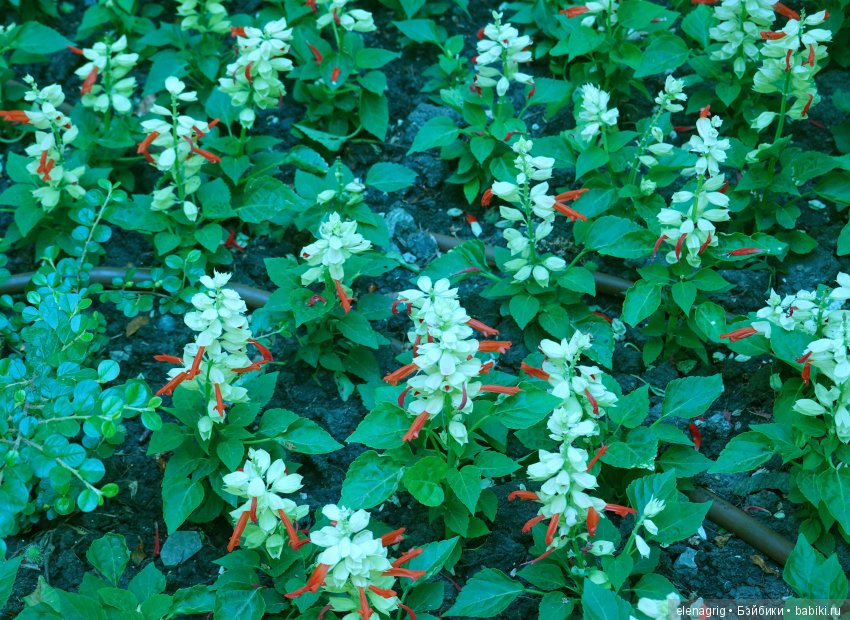 Натуся в Краснодаре — Разные шарнирные куклы (не БЖД): редкие