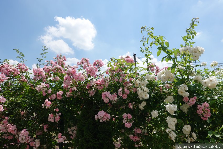 Натуся в Краснодаре — Разные шарнирные куклы (не БЖД): редкие (фото 5)