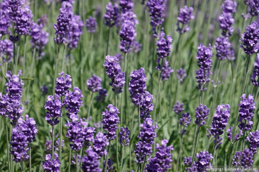 Милая и нежная — Куклы Heidi Plusczok (Хайди/Хейди Плюсчок) — фото (фото 2)