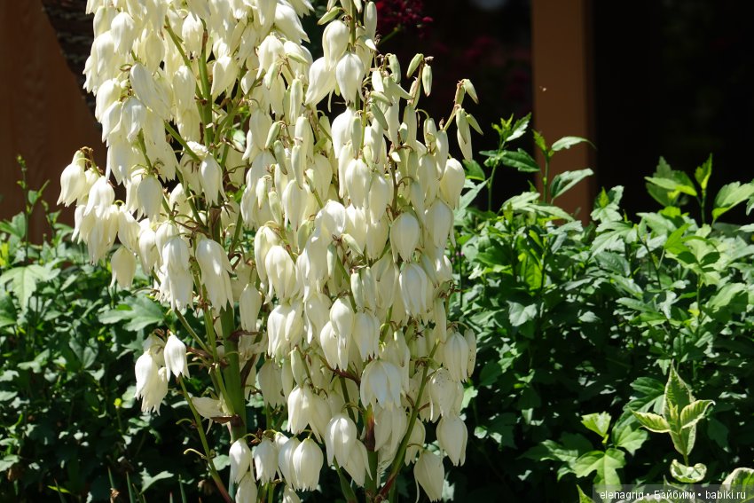 Натуся в Краснодаре — Разные шарнирные куклы (не БЖД): редкие