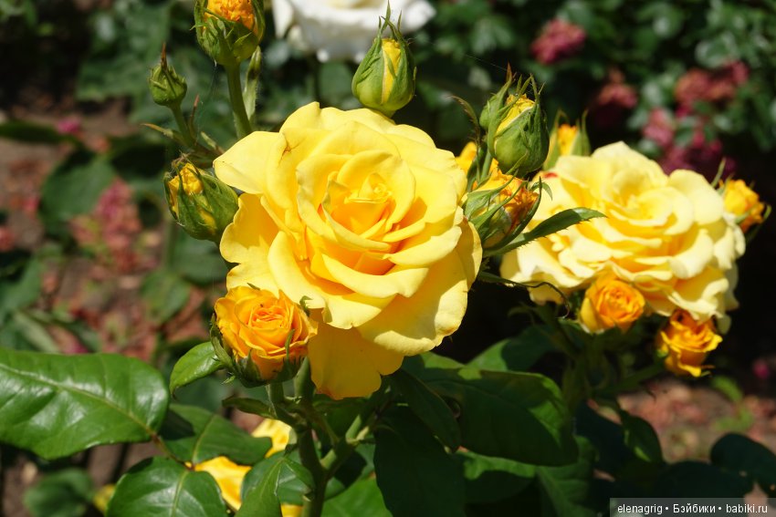 Милая и нежная — Куклы Heidi Plusczok (Хайди/Хейди Плюсчок) — фото (фото 10)