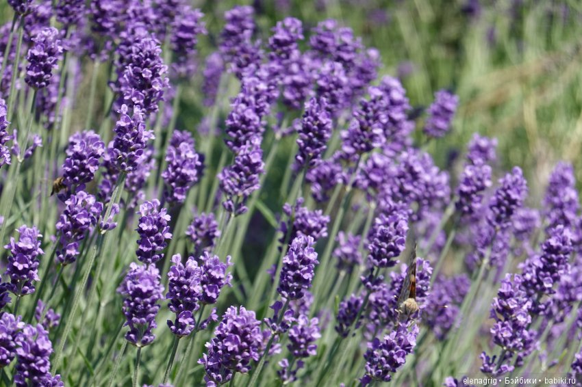 Милая и нежная — Куклы Heidi Plusczok (Хайди/Хейди Плюсчок) — фото (фото 4)