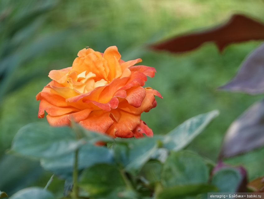 Милая и нежная — Куклы Heidi Plusczok (Хайди/Хейди Плюсчок) — фото