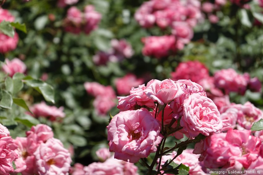 Натуся в Краснодаре — Разные шарнирные куклы (не БЖД): редкие