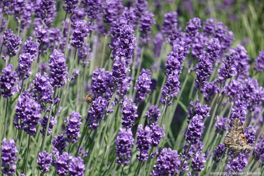 Милая и нежная — Куклы Heidi Plusczok (Хайди/Хейди Плюсчок) — фото (фото 3)