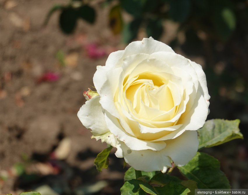 Милая и нежная — Куклы Heidi Plusczok (Хайди/Хейди Плюсчок) — фото