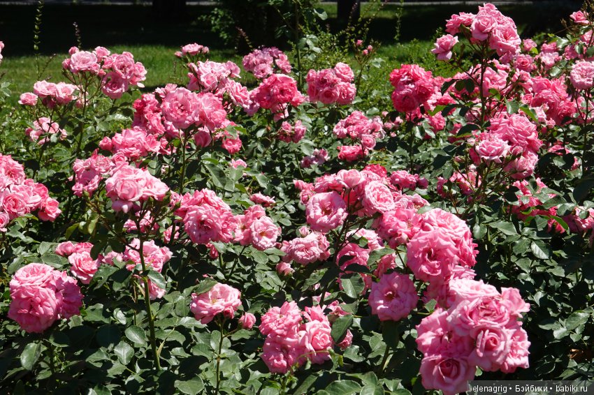 Натуся в Краснодаре — Разные шарнирные куклы (не БЖД): редкие