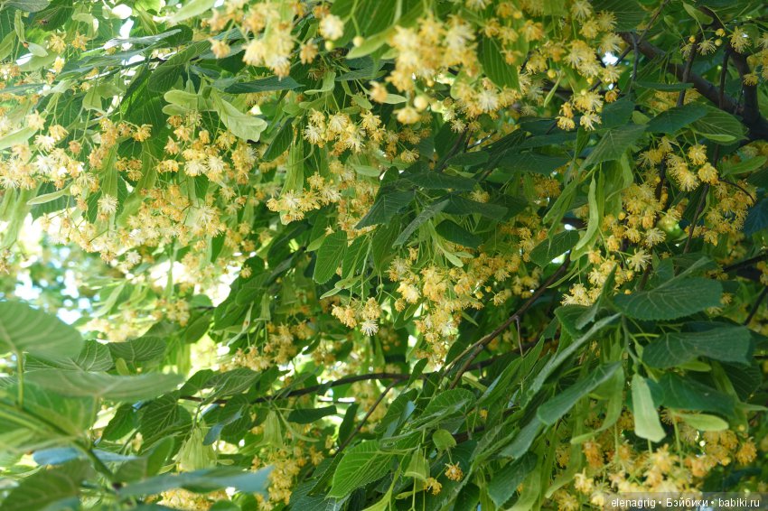 Милая и нежная — Куклы Heidi Plusczok (Хайди/Хейди Плюсчок) — фото