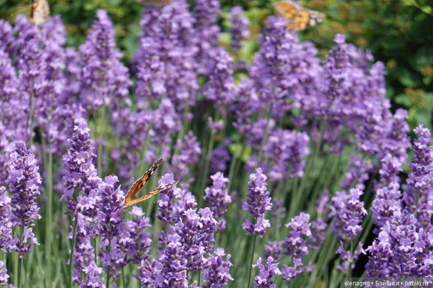 Милая и нежная — Куклы Heidi Plusczok (Хайди/Хейди Плюсчок) — фото (фото 6)