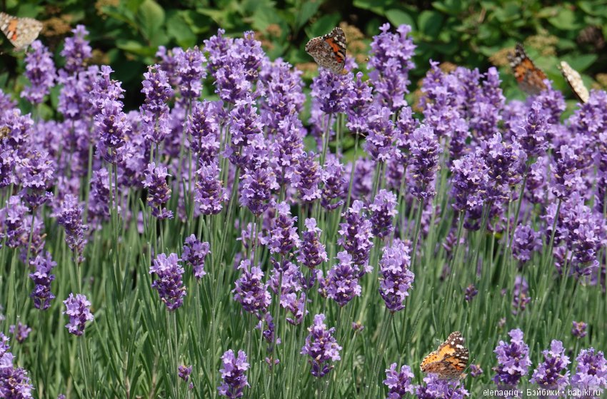 Милая и нежная — Куклы Heidi Plusczok (Хайди/Хейди Плюсчок) — фото (фото 7)