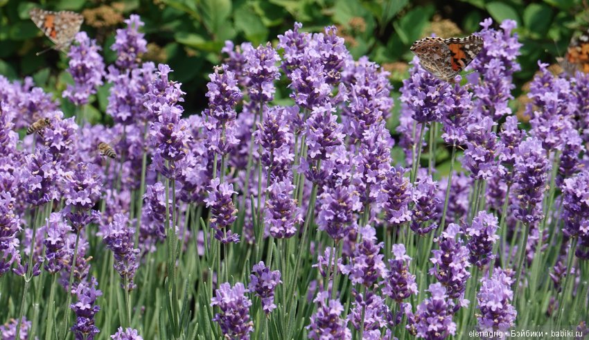Милая и нежная — Куклы Heidi Plusczok (Хайди/Хейди Плюсчок) — фото (фото 8)