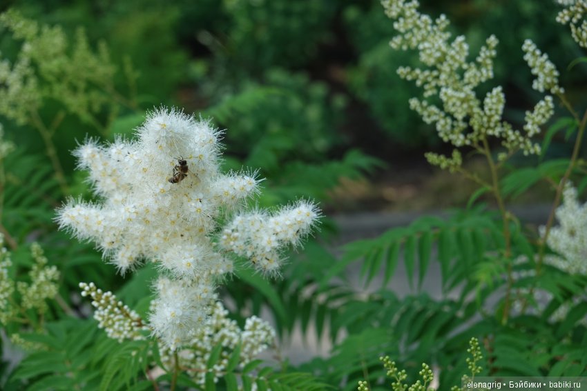 Милая и нежная — Куклы Heidi Plusczok (Хайди/Хейди Плюсчок) — фото (фото 9)