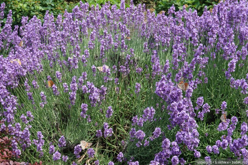 Милая и нежная — Куклы Heidi Plusczok (Хайди/Хейди Плюсчок) — фото (фото 5)
