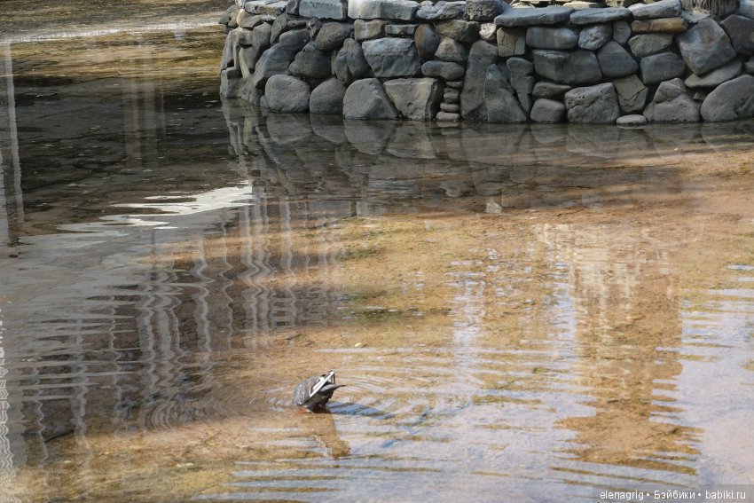 Старый парк — Куклы Kidz'n'Cats (Соня Хартман): шарнирные 46 см (фото 3)